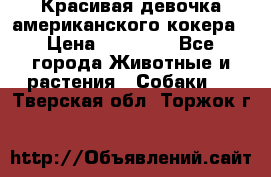 Красивая девочка американского кокера › Цена ­ 35 000 - Все города Животные и растения » Собаки   . Тверская обл.,Торжок г.